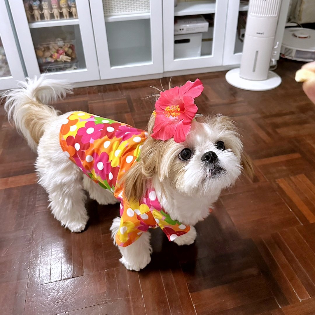 #HappySongkranDay2023 🐶🌺💦