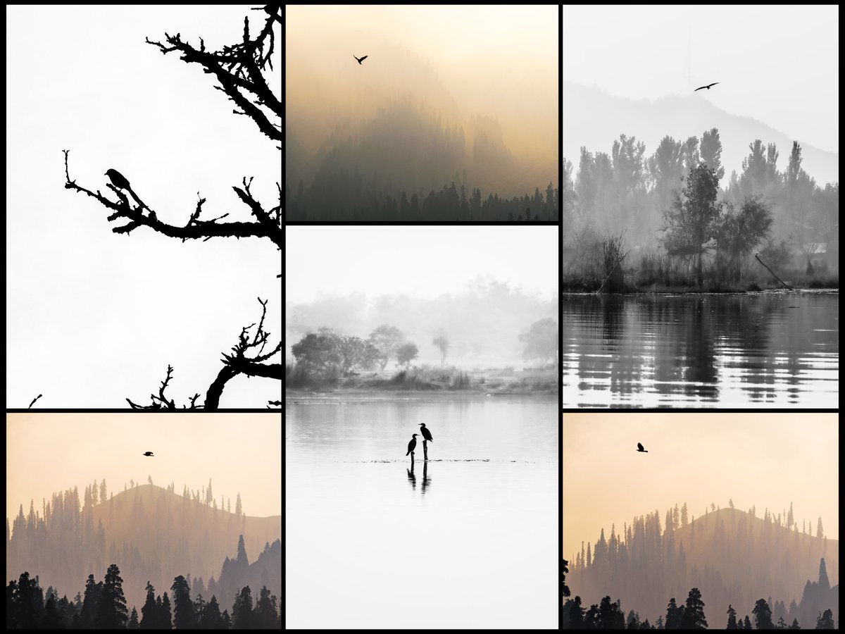 Birds and silhouettes, lovely pair innit??