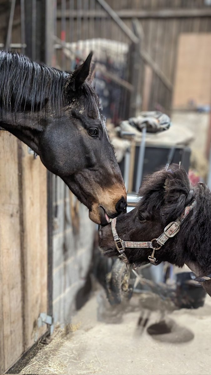 Just having a chat with my big buddy Louie. Talking about the weather, price of carrots, that sorta thing! 🥰