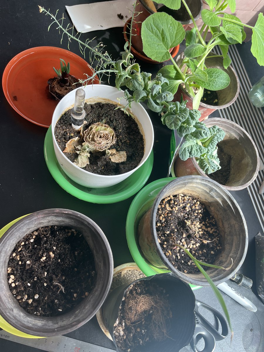 AshleaFidler's tweet photo. In preparation for our questions 'how do plants reproduce' we grew plants from kitchen scraps for the last 45 days. It has been so great to see the students come into the classroom and immediately check on their plants each class! #learnisb #ngss #openscied https://t.co/eyGjDmQZRP
