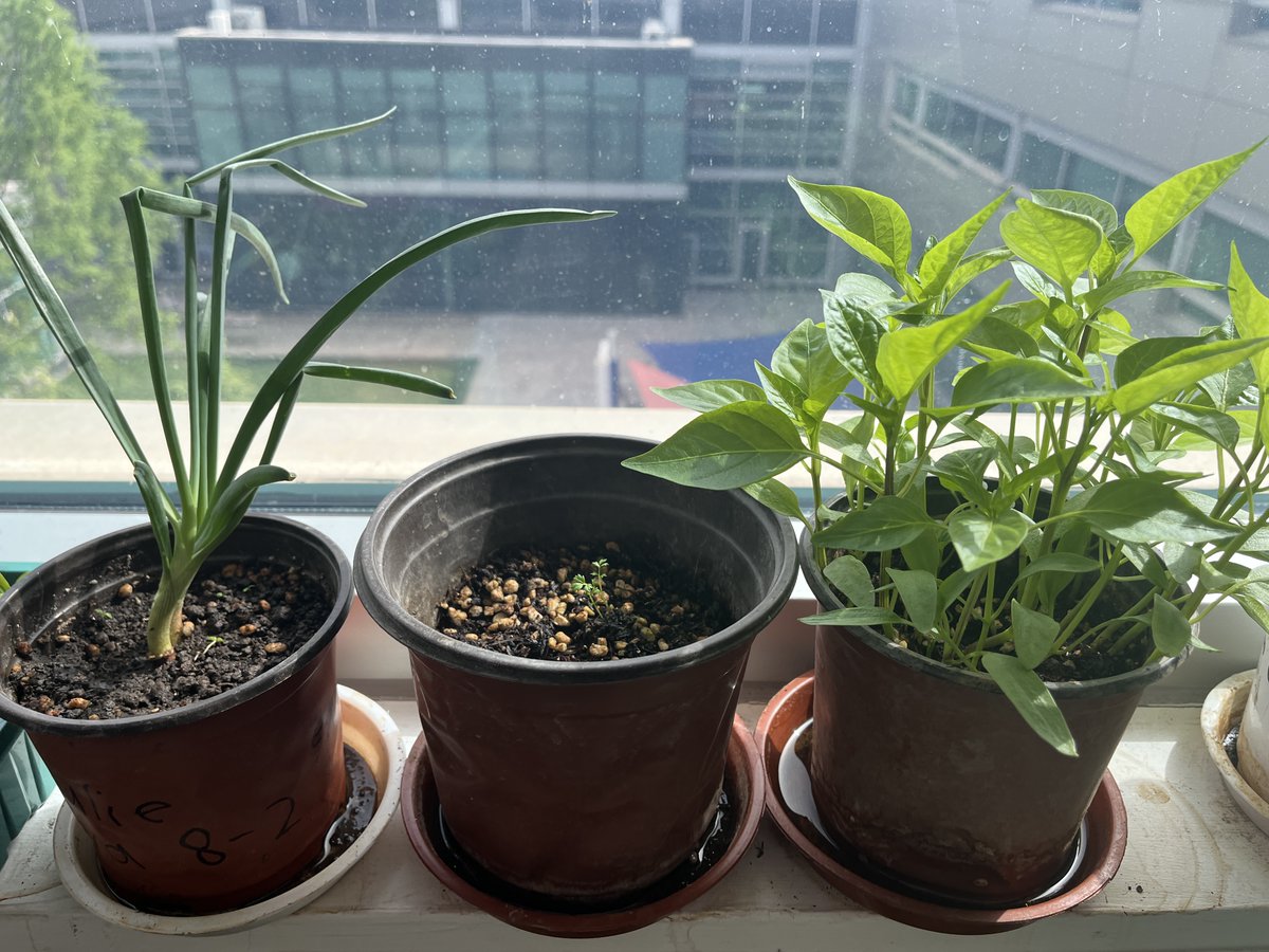 AshleaFidler's tweet photo. In preparation for our questions 'how do plants reproduce' we grew plants from kitchen scraps for the last 45 days. It has been so great to see the students come into the classroom and immediately check on their plants each class! #learnisb #ngss #openscied https://t.co/eyGjDmQZRP