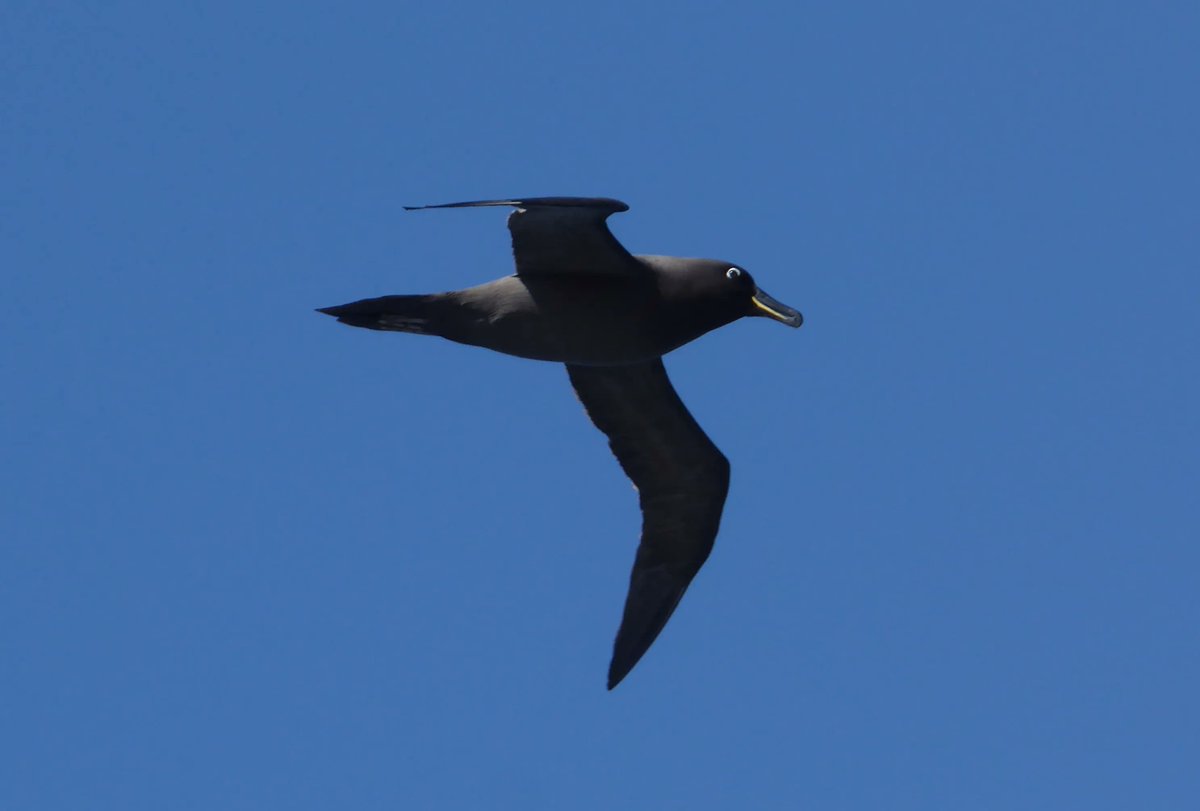 SteffOpp's tweet photo. NEW JOB in #ornithology and #conservation working with @RSPBScience on @GoughIsland to study #seabirds: https://t.co/WWpNnRrJWC https://t.co/1wJy8QuMc3