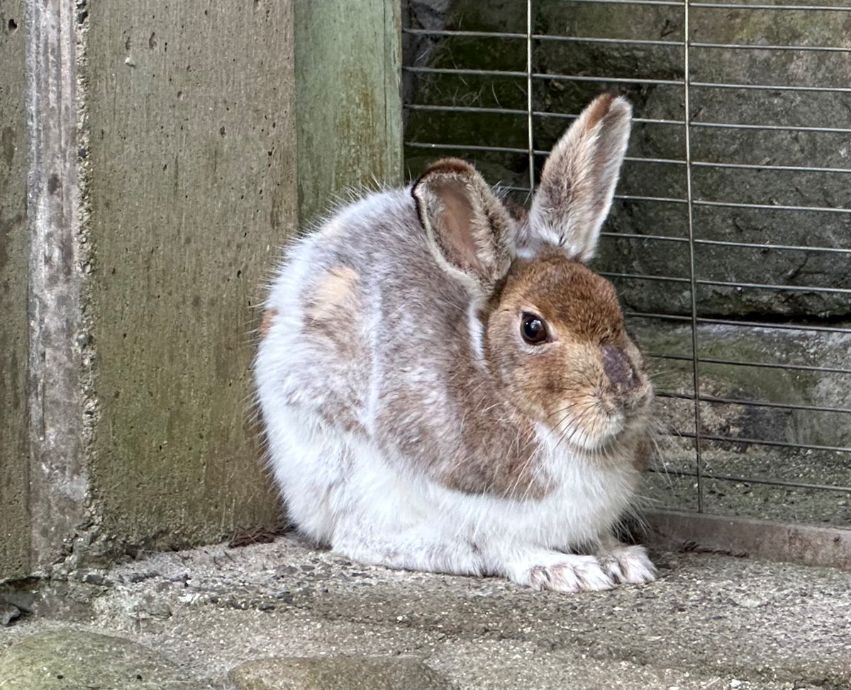 やまね工房 ノウサギ(夏毛・冬毛) やまね工房 ノウサギ(夏毛・冬毛