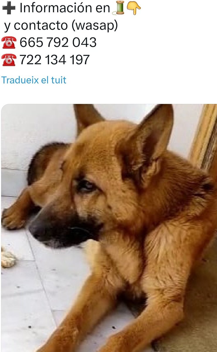 Erta2017's tweet photo. #Sevilla 
      A esa "señora mayor" 
q la vió atropellada, la recogió (mordía por el dolor) la llevó a 2 veterinarios, no la abandonó  y no fue indiferente.
A esa "sra.mayor", humana, mi más profundo  agradecimiento.

#ADOPCIONRESPONSABLE para #Anya 🆘️ https://t.co/ORPxismZL2