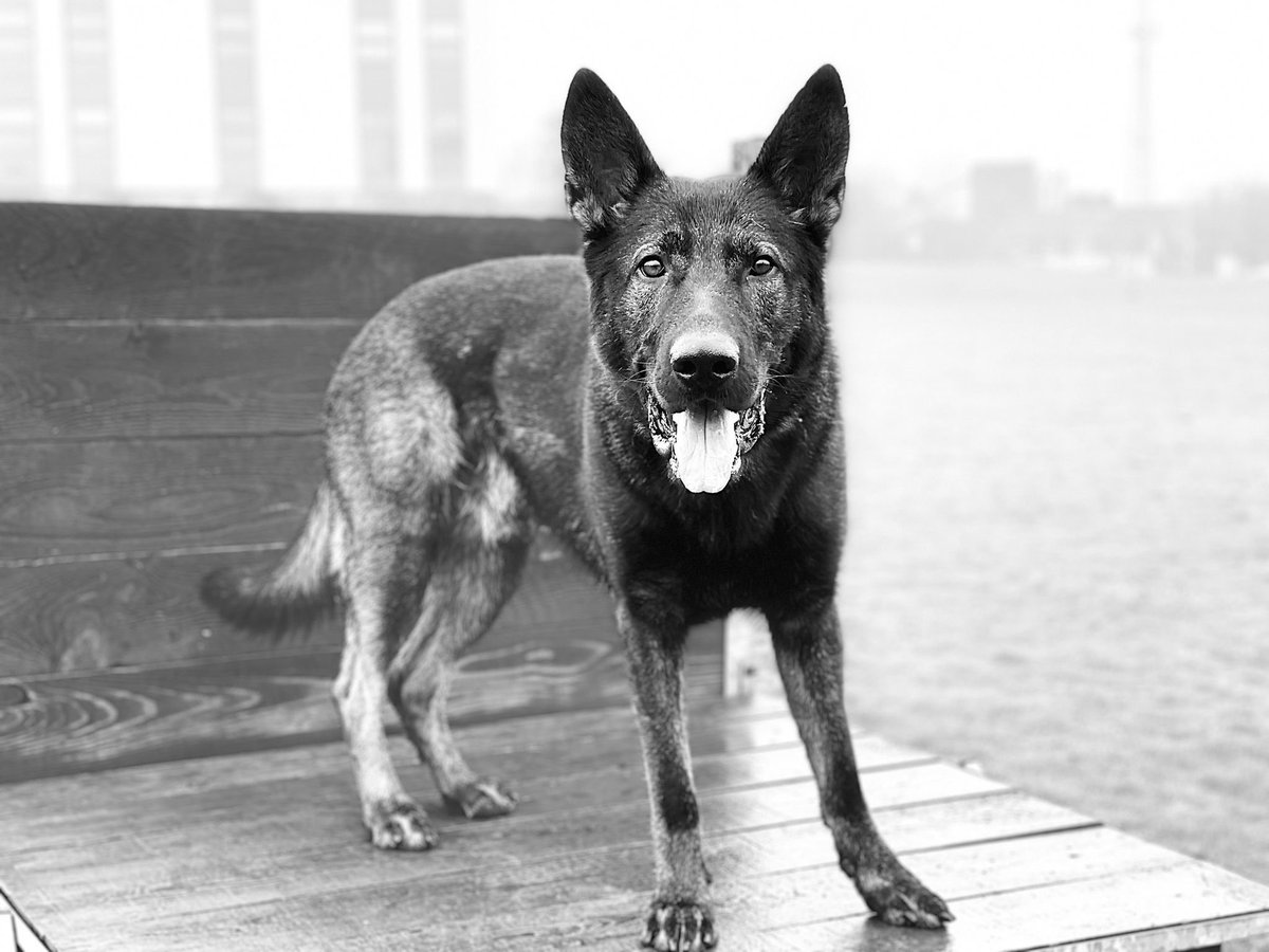 DevonPoliceDogs's tweet photo. โญ๏ธ NEW KID ON THE BLOCK โญ๏ธ
On his first shift after becoming a Police Dog, PD Baxter tracked to an offender who had walked off after threatening medics with a knife ๐ช after tracking up a footpath Baxter located the offender. A great start from Baxter and a very happy handler ๐พ https://t.co/sF7MvxdStg