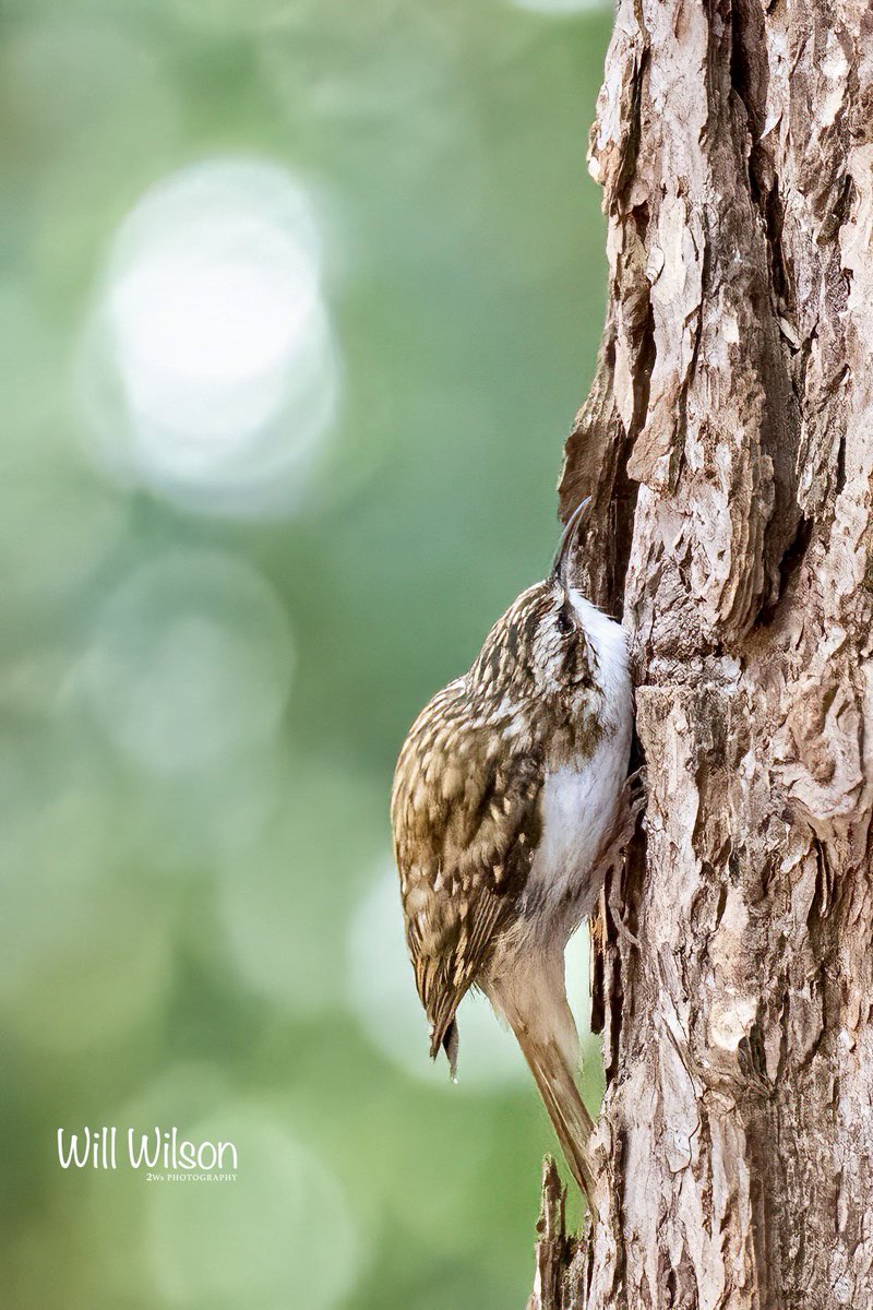 A Eurasian Treecreeper doing its thing… Photographed in Coombe Wood, South #London, #UK #BirdsSeenIn2023 #BBCWildlifePOTD #EarthCapture #TwitterNatureCommunity #BirdsOfTwitter #NaturePhotography