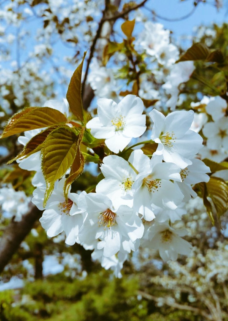 LoveU_Nature's tweet photo. I am beauty✨ of spring🌱🌷🌸 https://t.co/s68I8j1FNE