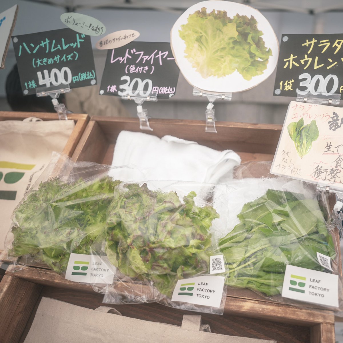 LFT_official's tweet photo. 歌舞伎座朝市に初出店してきました！ありがたいことに、今回初めて販売した『サラダホウレンソウ』が完売！あく抜きもいらず、洗わずに食べられて、味もみずみずしくて���味しい！という自信作のホウレンソウだったので、皆様に手に取っていただけて嬉しかったです🌱
#マルシェ
#歌舞伎座朝市
#歌舞伎座 https://t.co/OVYbfoUoRs