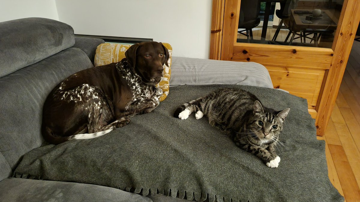 HeleneMullarkey's tweet photo. @Dell Arrow and Alfie! https://t.co/Fb23rdwT9b