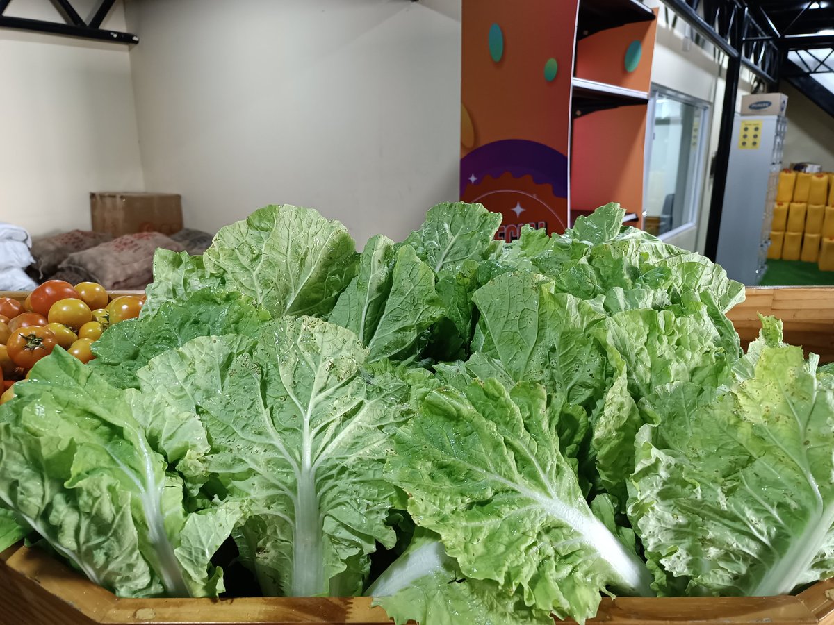 ކ. ކާށިދޫ އިން ވަރަށް ތާޒާ ލެޓިޔުސް ޝިޕްމެންޓެއް މިއަދު ވަނީ އެގްރިސެންޓަރަށް ލިބިފަ. 🙂 
ހޯލް ސޭލް: 42 ރުފިޔާ (5 ކިލޯއިން ފެށިގެން)
އޯޑަރު ކޮށްލެއްވުމަށް 3012640 އަށް ގުޅުއްވާލައްވާ، ނުވަތަ 7291130 ވައިބާރ ކޮށްލައްވާ!
💯% #DhivehiUfehdhun 🌱