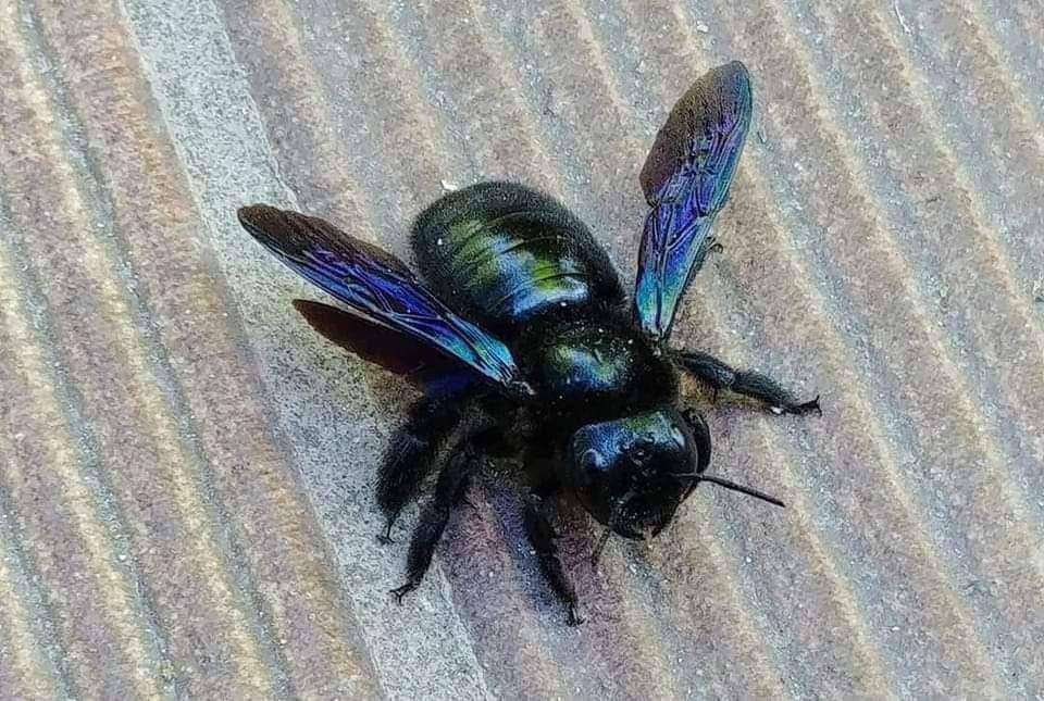 1-💢 L’abeille Xylocope, l’amie de nos jardins 

🔹NE LA TUEZ PAS !!!

▪️Il s’agit bien d’une abeille qui est présente en ce moment dans les jardins. Elle s'appelle l'abeille Xylocope. C'est la plus grosse abeille d'Europe (2.5 à 3 cm). 

▪️Elle ne ...(à suivre)