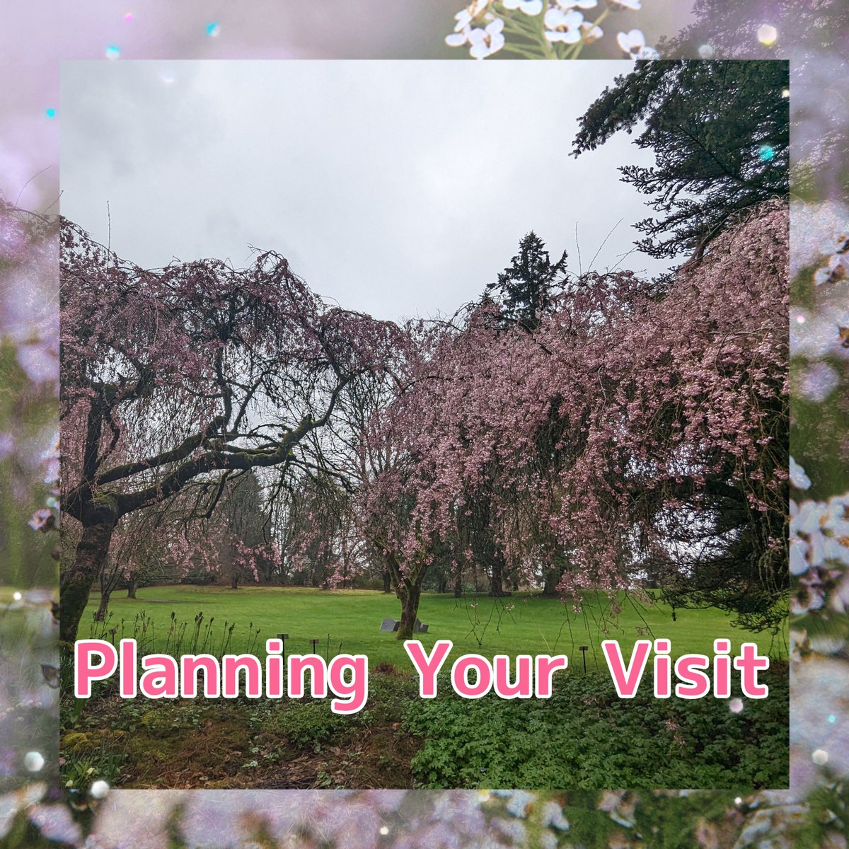 Sakura Days Japan Fair | 2026 Apr 11–12 tweet media