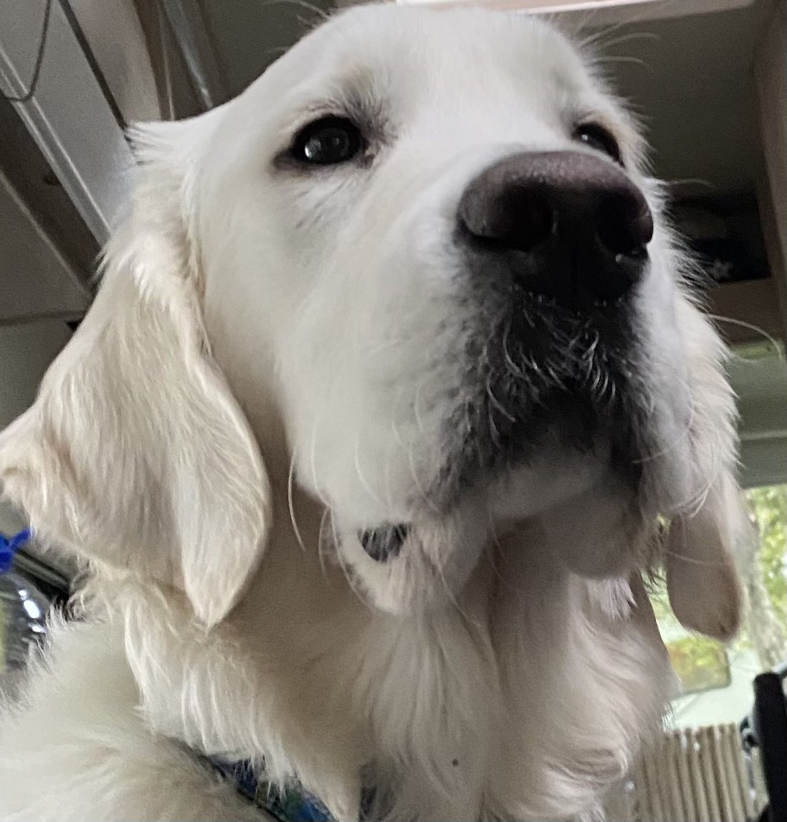 WilsontheRetri1's tweet photo. Guess who’s Birthday 🎂 it is today??? 💙🐾❤️🐾😘🎉🥳

👇👇👇👇👇👇👇👇👇👇👇

Me thinks I may get lots of treats 🦴🦴🦴🦴🦴

#DogsofTwittter #goldenretrievers #puppy #HappyBirthday https://t.co/Tya2UX76cA