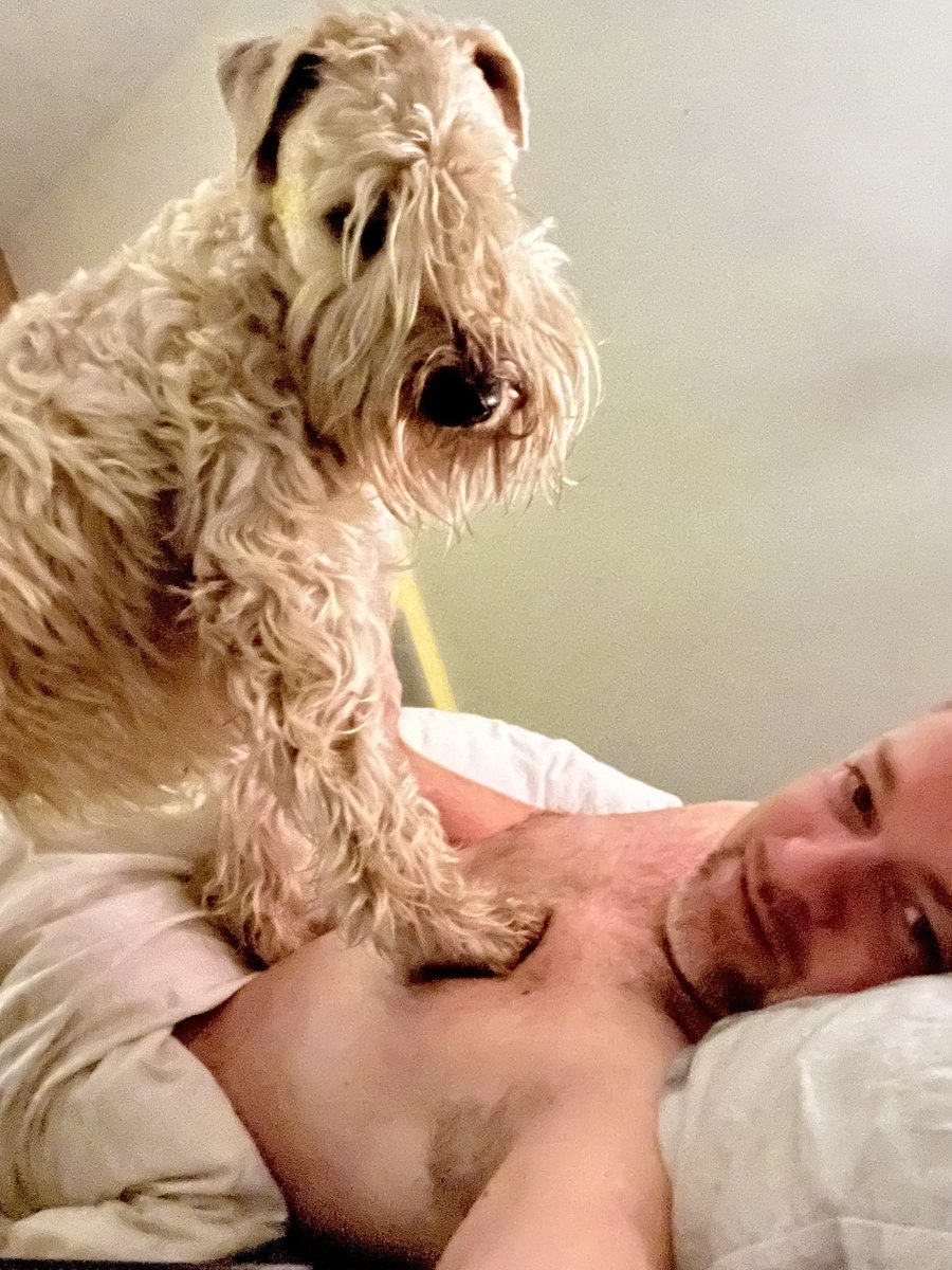 LanbikerPhilip's tweet photo. Send help #wheatenterrier #Bazart #eveningcuddles https://t.co/SpboVHiyXK