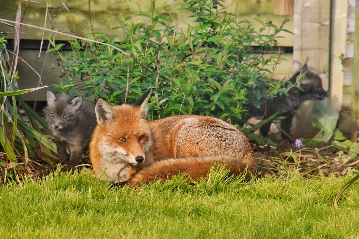 ChrisGPackham's tweet photo. Spring is in the air . . . here's some beautiful dark coated cubs spotted by Nicola King ( @greenthingz on Twitter ) ! Have you seen any recently ? #FoxOfTheDay https://t.co/JPB6dZMLuu