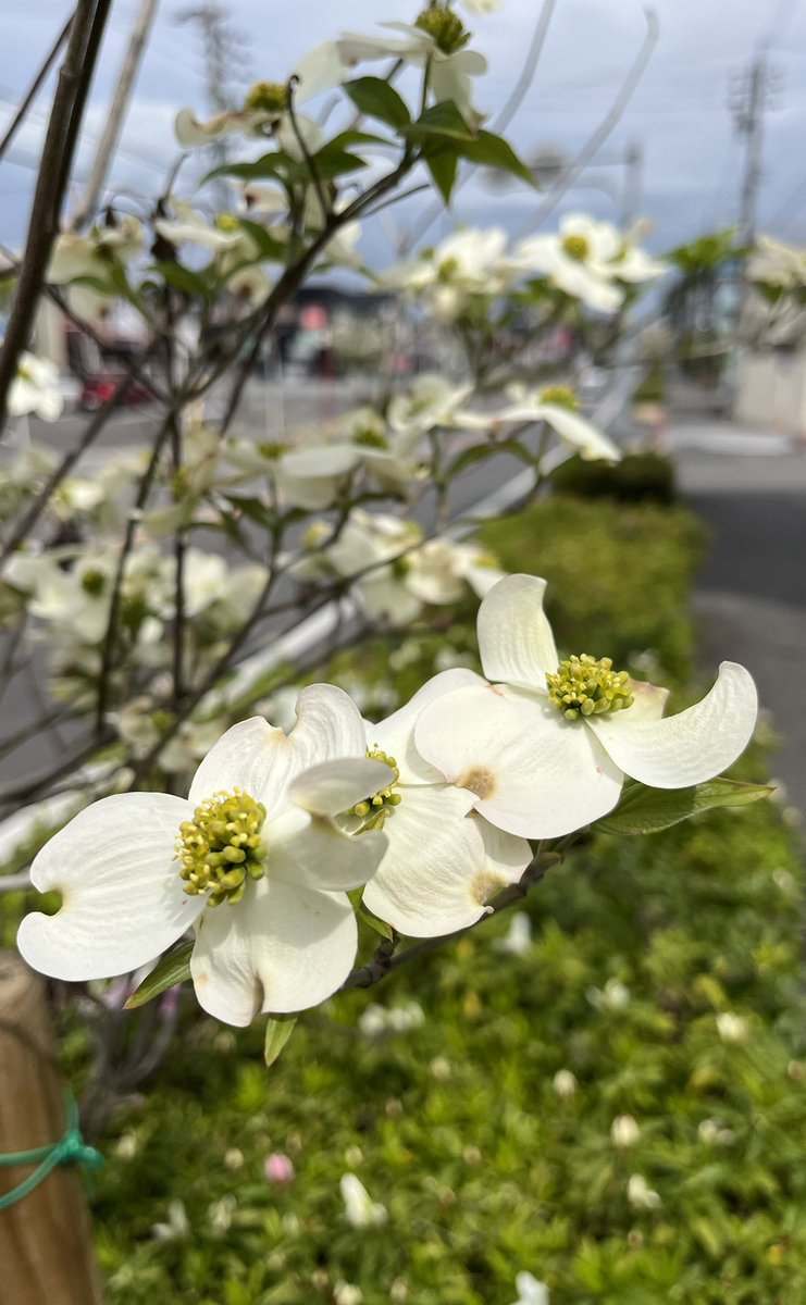coucouTaec's tweet image. 近所のネモフィラとハナミズキ
#onmywayhome #coloursofspring