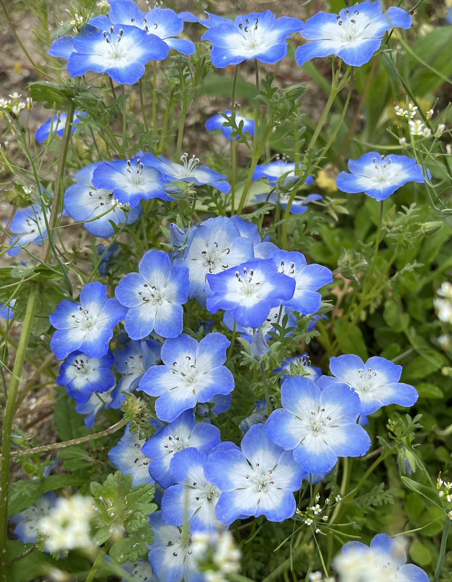 coucouTaec's tweet image. 近所のネモフィラとハナミズキ
#onmywayhome #coloursofspring