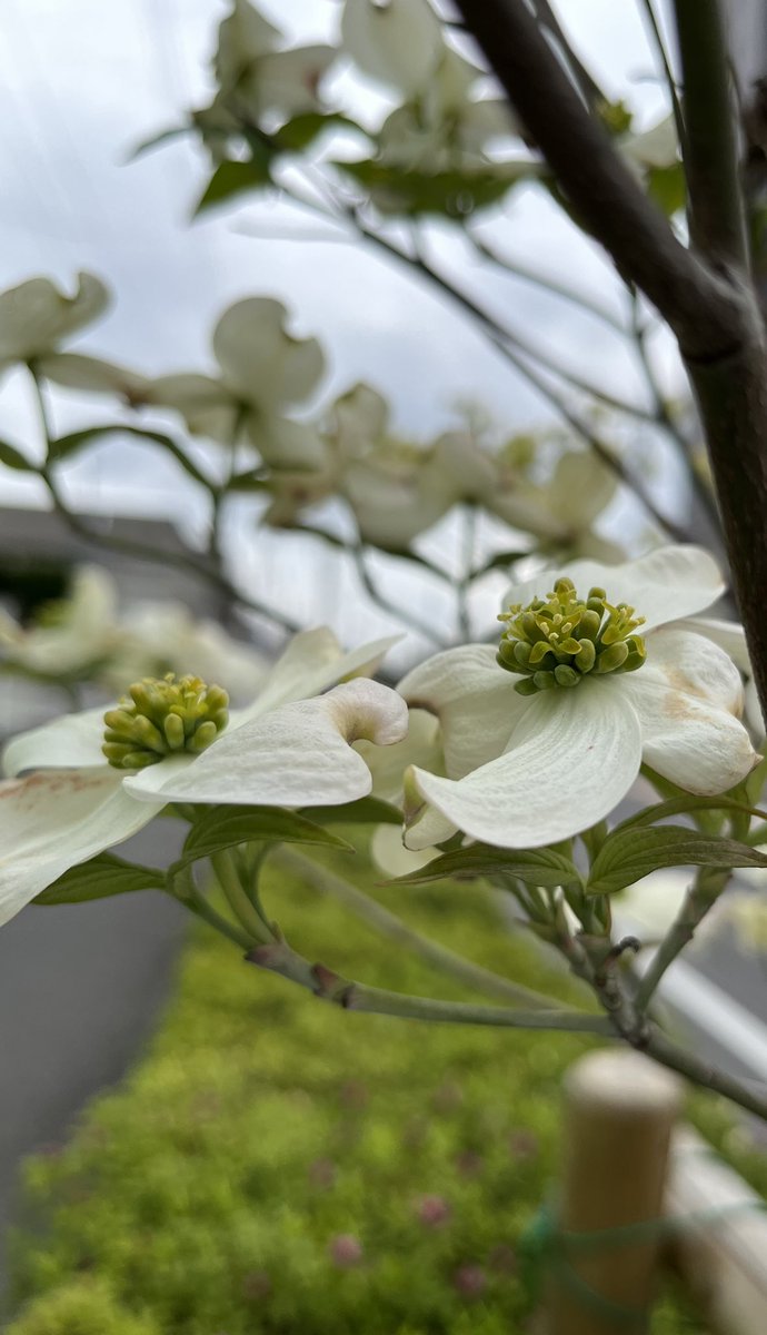 coucouTaec's tweet image. 近所のネモフィラとハナミズキ
#onmywayhome #coloursofspring