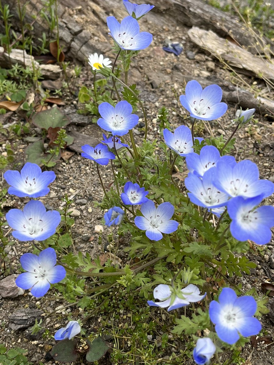 coucouTaec's tweet image. 近所のネモフィラとハナミズキ
#onmywayhome #coloursofspring