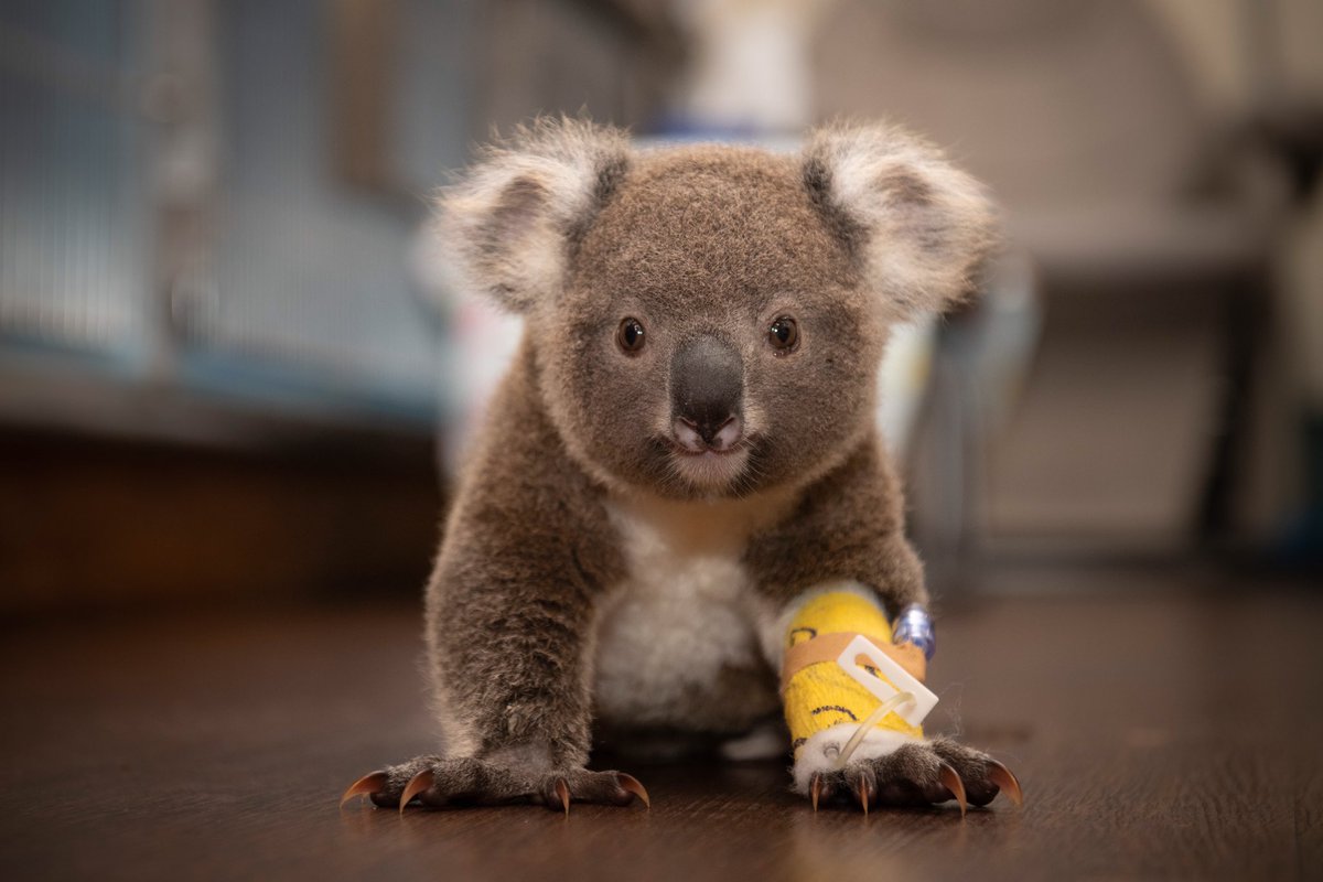 wildwarriors's tweet photo. We can’t get over how CUTE Eamon is! 🐨 Our team is working hard to get this little bundle of joy healthy and back to his eucalyptus-filled home in the wild. 🍃💕 https://t.co/AW44sDwCGs