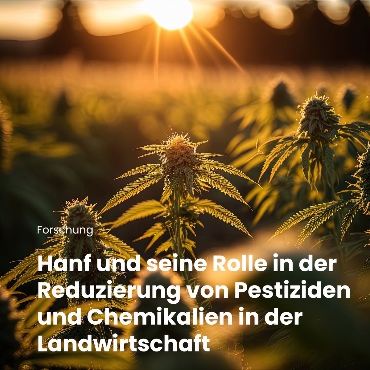 hanfmagazin's tweet photo. Bye, bye Pestizide!  🚫 🌿 Hanf spielt eine wichtige Rolle in der Reduzierung von Pestiziden und Chemikalien in der Landwirtschaft. 

https://t.co/hElSHg6wIO

#hanfmagazin #hanf #chemikalien #biologischeranbau #landwirtschaft #nachhaltigelandwirtschaft #umweltschutz https://t.co/9ZTBp9NPUv