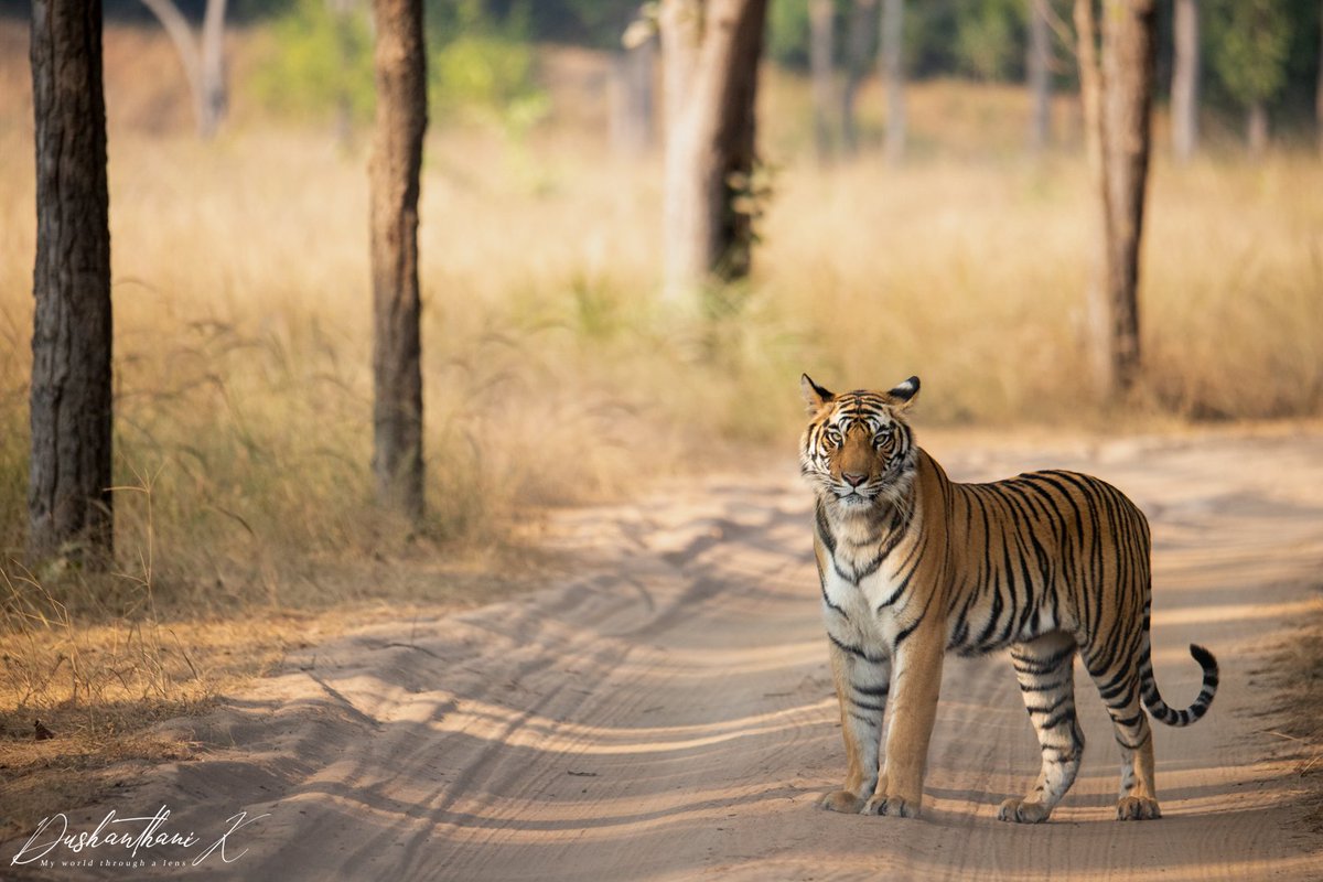 Dush18's tweet photo. Dotty Daughter in #bandhavgarhnationalpark 
Captured December 2022
#toeholdphototravel #wildlifephotography #Tiger #NaturePhotography #wildlife #photography #Travel https://t.co/ACORgXdy1p