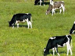 Chris Mwavuna tweet media