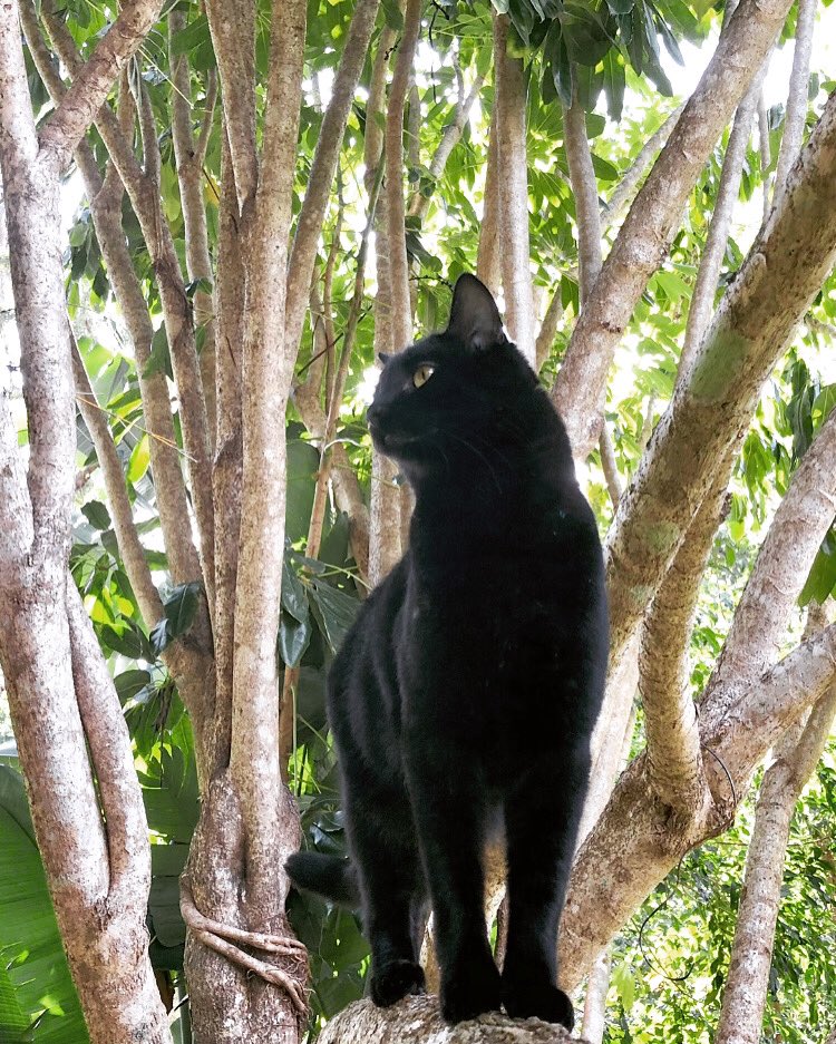 Kitty_Dingolove's tweet photo. シュッとしたクー坊 🐈⬛🌳🌿
#庭のねこ #木登り猫 #黒猫は映える
#黒猫同盟 #黒猫は黒豹 #黒猫大好き
#blackcatoftheday #blackcatlovers
#treeclimbingcat #gardencat https://t.co/JoLoRH86HL