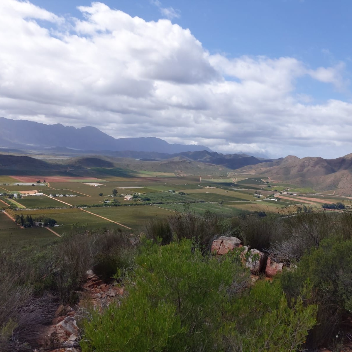 Van Loveren Family Vineyards

FISH EAGLE HIKING TRAIL

With vast natural areas relatively untouched, the Fish Eagle hiking trail on our farm offers the ideal way to explore and see some of the Cape'sfinest examples of rare fauna and flora.
