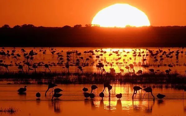 JFrSerrano's tweet photo. Estas imágenes son de #Doñana. Juanma Moreno va a aprobar una Ley de regadío que desoye a la ciencia, a Europa y sentencia a muerte a esta gran Reserva Natural.

Qué triste ver a un Gobierno Andaluz arrasando con Andalucía y machacando nuestra tierra.

¡Insoportable y triste! https://t.co/QxyFXRKWRH