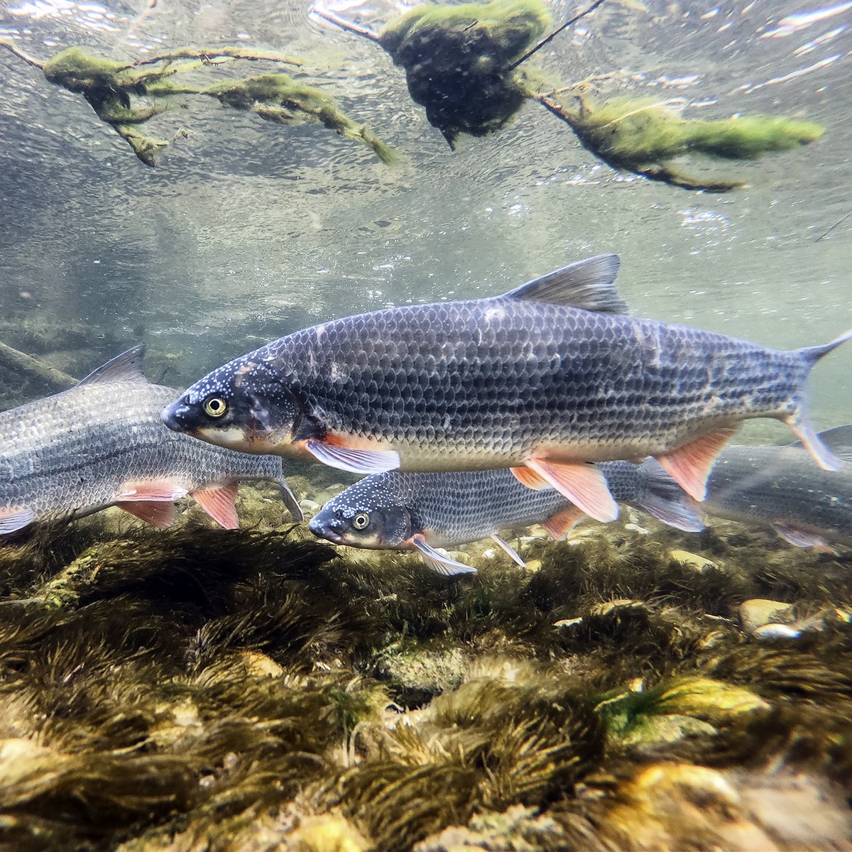 CdlMeri's tweet image. Our stationary antenna in the Traisen already registers hundreds of fish swimming upstream from the Danube  to spawn. Nase, whith their distinct spawning rash are the first to arrive followed by barbel.
Open migration paths are essential for the survival of many fish species.