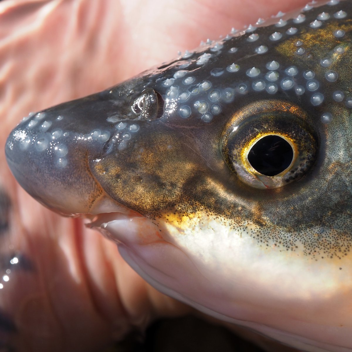 CdlMeri's tweet image. Our stationary antenna in the Traisen already registers hundreds of fish swimming upstream from the Danube  to spawn. Nase, whith their distinct spawning rash are the first to arrive followed by barbel.
Open migration paths are essential for the survival of many fish species.