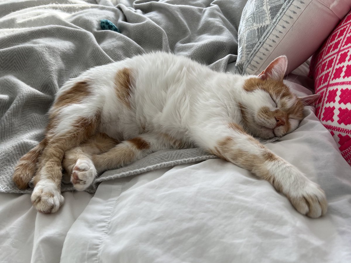 The bathroom is finally finished and I’m allowed back on the Big Bed!