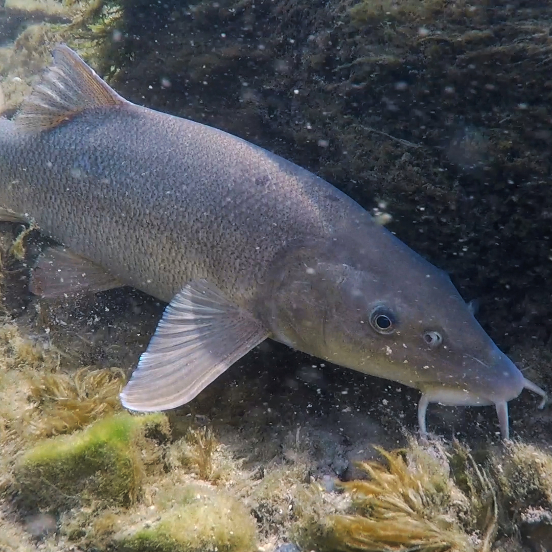 CdlMeri's tweet image. Our stationary antenna in the Traisen already registers hundreds of fish swimming upstream from the Danube  to spawn. Nase, whith their distinct spawning rash are the first to arrive followed by barbel.
Open migration paths are essential for the survival of many fish species.