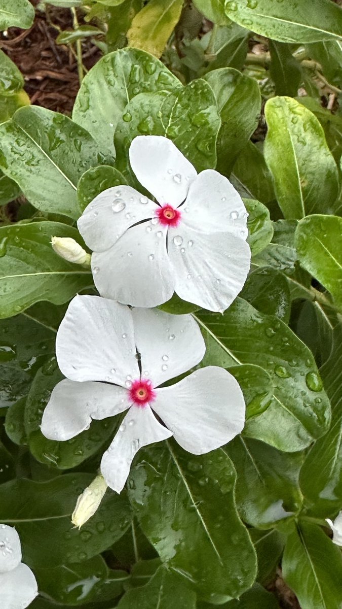 It finally rained!
#goodmorning