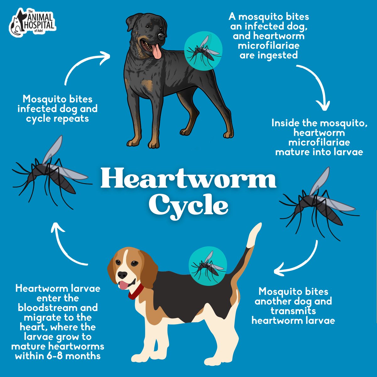 Have you ever wondered how heartworm is transmitted? Here are the steps to the heartworm cycle. #HeartwormAwarenessMonth