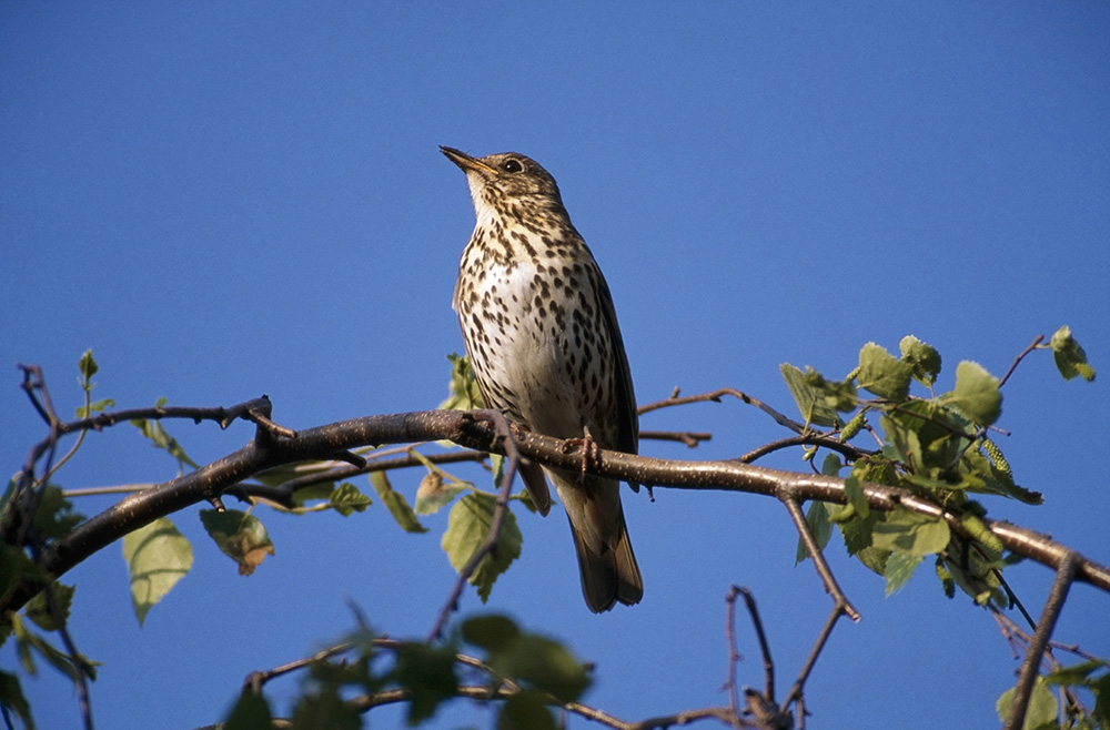 Final day to book for our nature-expert-led guided birdsong walk on Sun 23rd April. To get your ticket visit ticketsource.co.uk/winterbourne-m…