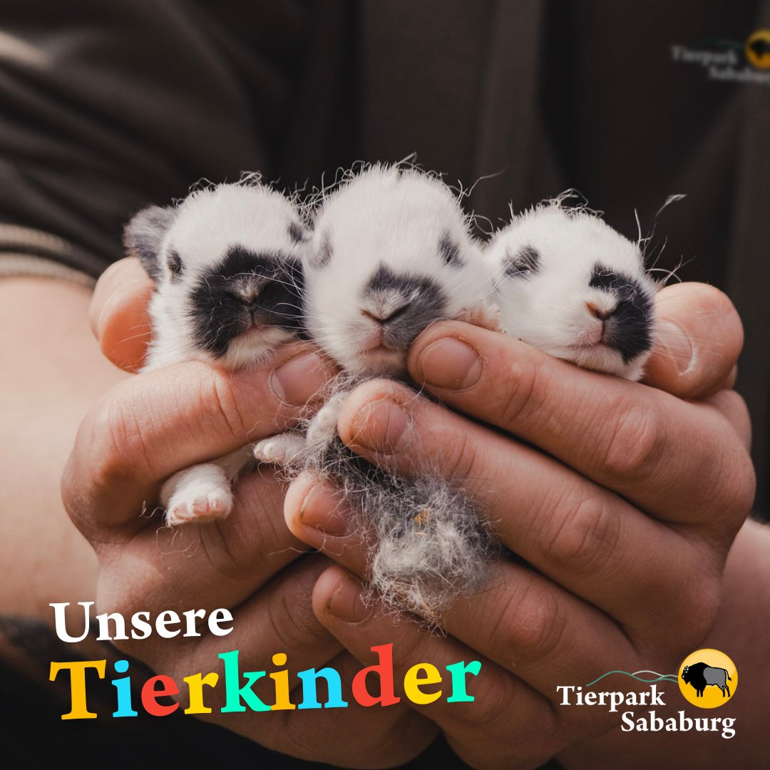SababurgZoo's tweet photo. Tierpark Sababurg - Kaninchennachwuchs. Erst wenige Tage alt und winzig: Noch liegen unsere kleinen und flauschigen Kaninchen warm und wohlbehütet in ihren Nestern und kuscheln den ganzen Tag, doch die ersten Augen sind bereits geöffnet. https://t.co/DOsYyPyH0O https://t.co/0jLchlOxxf