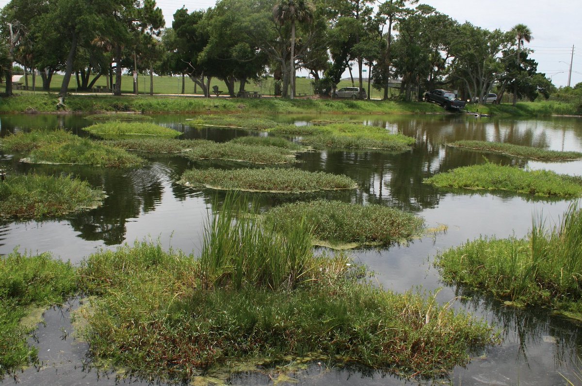 Happy #WetlandWednesday from #Beemats! Look at these #wetlands working to keep this #water clean! 

#environmentalengineering #NPDES #TMDL #pollutionprevention #eutrophication #waterquality #watermanagement #phytoremediation #bioremediation #stormwater #civilengineering