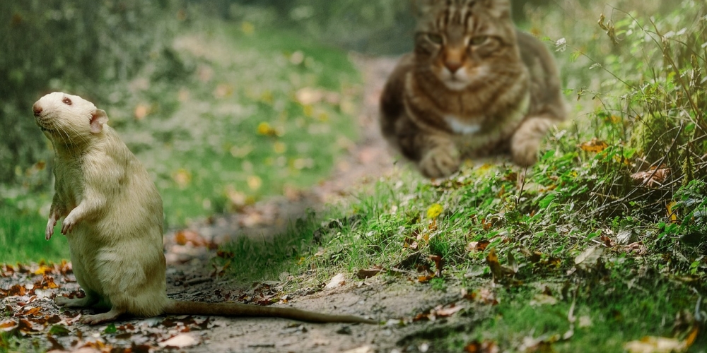 PetasticPets's tweet photo. Like if you are Excited! Oh Yeah
 #pets #dogs #cats #familypets #petastic #doglovers #catlovers #petlovers #dogsandcats #petslife #cutepets #cutedogs #cutecats #funnydogs #catmemes #dogmemes #funnycats #lovelypets #lovelydogs #lovelycats https://t.co/1QBGE9EC9K