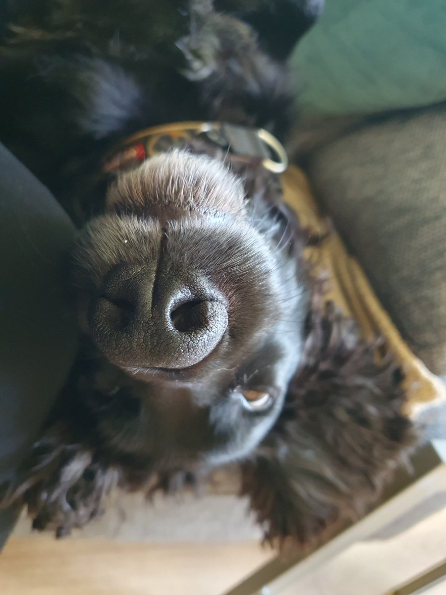 StangSalsa's tweet image. Olliebobs home after his 2 night Holibobs with his mum in Lancashire #Airbnb #JustTheTwoOfUs #BeachWalks #WoodlandWalks #RiverWalks #DogDown #HappyMemories