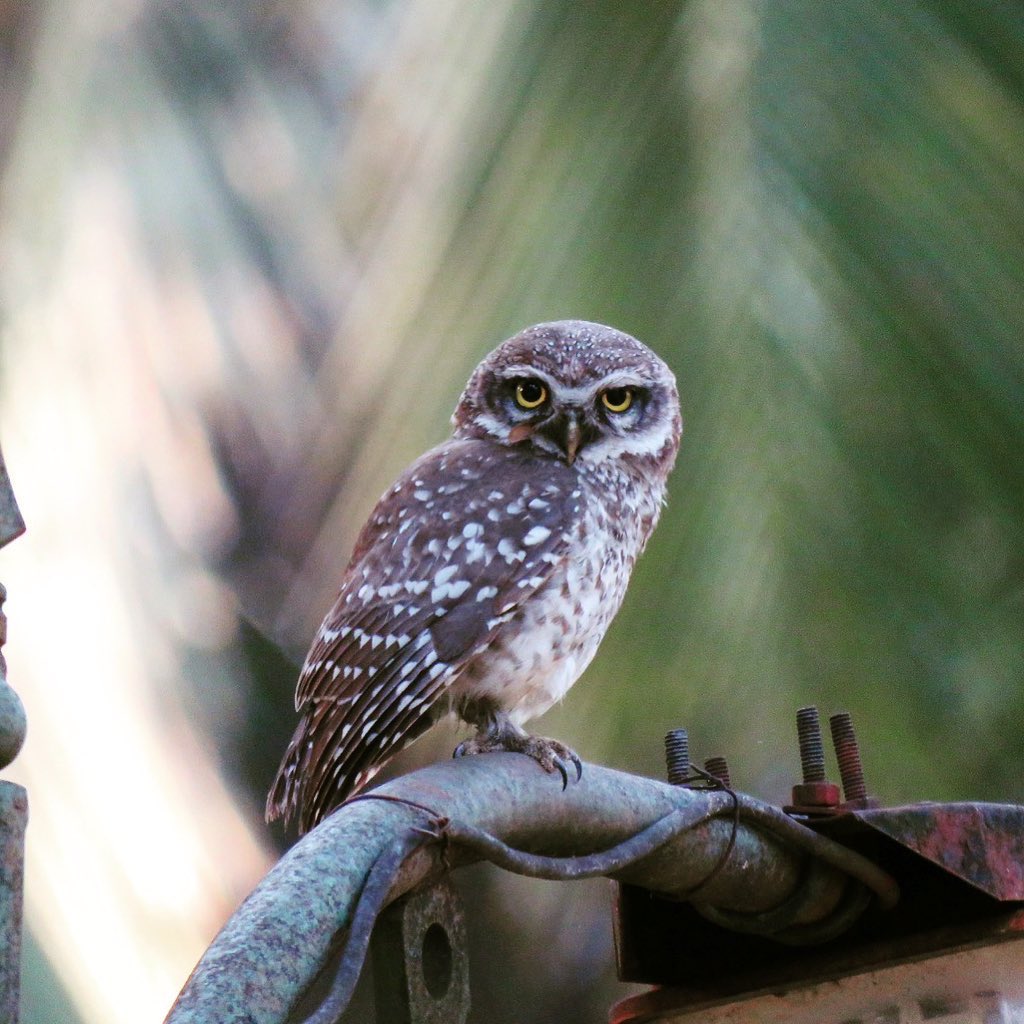 Yes, we spotted the #Spottedowl #owl #birdwatching