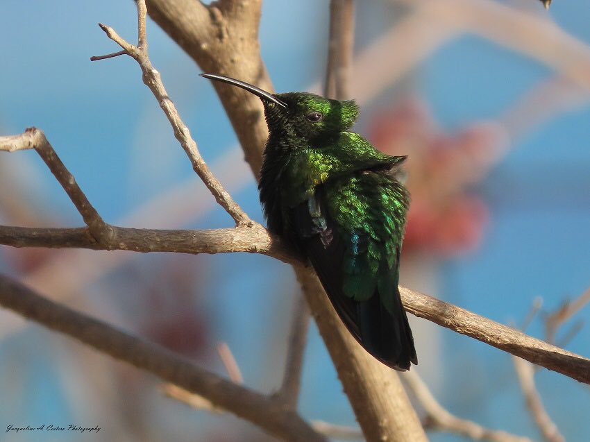 jcestero's tweet photo. Are your feather ruffled today?  Birding will fix it!

#Anguilla #birds #birdwatching #birdsofanguilla #hummingbird #BirdTwitter #TwitterNatureCommunity https://t.co/yuNTh6aKmY