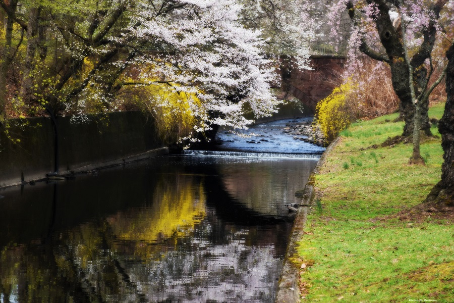 ElizaPhotograp1's tweet image. “What a strange thing! To be alive beneath cherry blossoms.” — Kobayashi Issa #BranchBrookPark #NewarkNJ #BellevilleNJ #EssexCountyNJ #CherryBlossomFestival2023 #nature #blossoms #GardenState #NewJersey #NJ #April2023