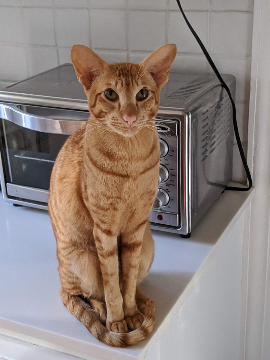 @Ahsoka_Butters Hi Ahsoka! Thought I'd work on my tail curl today! #YoYoMa #orientalshorthaircat #redtabby #tabbytroupe #CatsOfTwitter #CatsOnTwitter