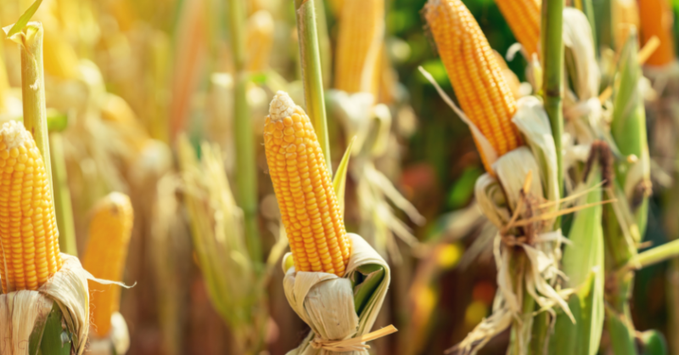 CGMeifangZhang's tweet photo. Brazil and China are strengthening their trade ties with a massive corn deal in 2023! Brazil is set to export 5 million tonnes of corn to China, bolstering the global market. Learn more about this exciting development in our latest blog post. #Brazil #China #CornTrade https://t.co/A33w89QEHM
