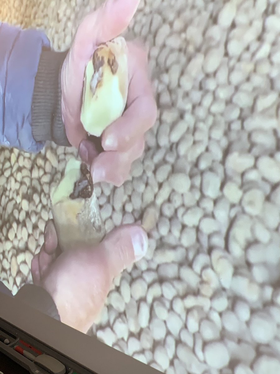 ourstoryroom113's tweet photo. We were so excited for our first stop on the Great Canadian Farm Tour!!!! 🥔🌱🚜 We learned so many facts about potatoes that we didn’t know!  Thank you @AITCCanada for bringing this opportunity to classrooms across Canada!!!🥰 @collcrun https://t.co/P9PdLE7ssi