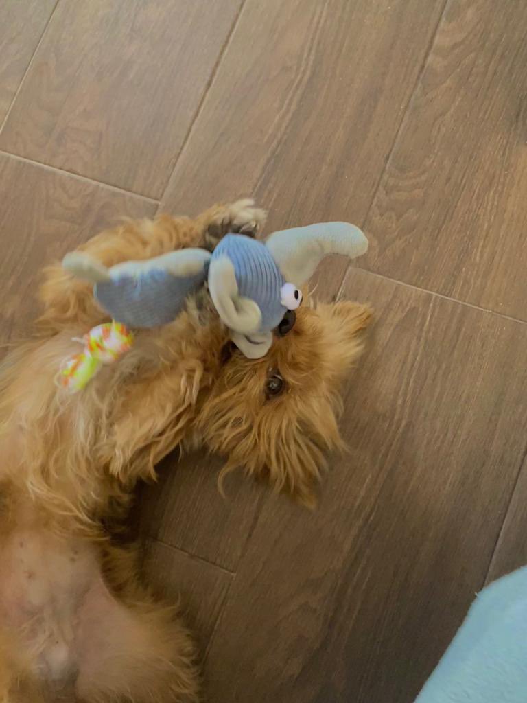 SergioBojan tweet media