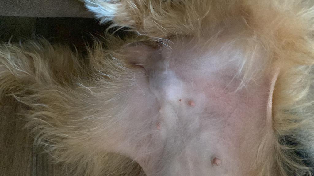 Chavales, sabéis que no soy de pedir ayuda, pero esta vez es diferente😢
A mi perrita le han diagnosticado un tumor y la operación no es barata que digamos.
Tiene 3 añitos y espero que podáis ayudarme.Dejo mi paypal por aquí, cualquier ayuda es buena.
Rt🙏🏻
paypal.me/sergiobojan?lo…