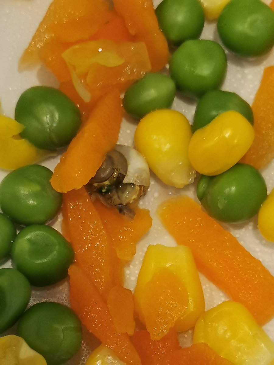 LadieSee's tweet photo. @Tesco can you please explain to me why there is a snail in the bag of mixed veg I purchased? 😷😷 https://t.co/dnjB7OTbEP